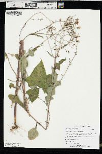 Lactuca floridana image