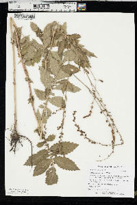 Agrimonia pubescens image