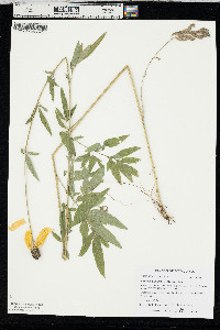 Ratibida pinnata image