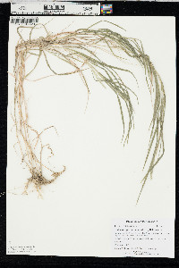 Muhlenbergia racemosa image