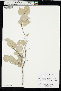 Prunus mahaleb image