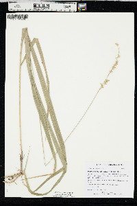 Diarrhena obovata image