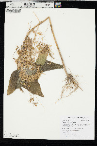 Cuscuta indecora image