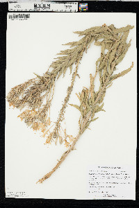 Oenothera rhombipetala image