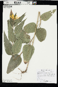 Helianthus hirsutus image