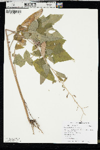 Lactuca floridana image