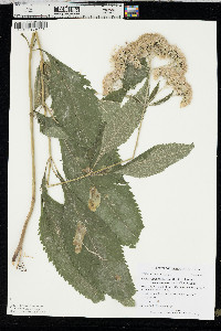 Eutrochium purpureum var. holzingeri image