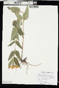 Helianthus hirsutus image