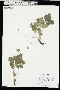 Fragaria vesca image