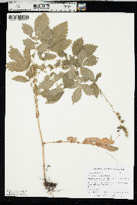 Agrimonia gryposepala image