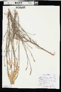 Oenothera glaucifolia image