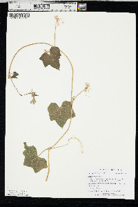 Sicyos angulatus image