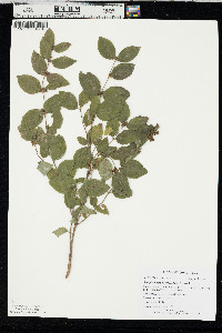 Symphoricarpos orbiculatus image