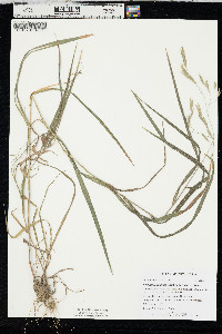 Bromus latiglumis image