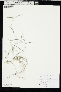 Muhlenbergia schreberi image