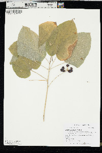 Smilax ecirrhata image