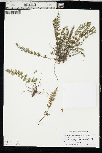 Myriopteris lanosa image