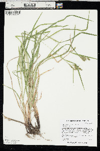 Carex davisii image
