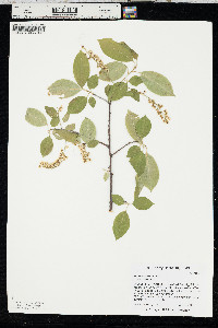 Prunus serotina var. serotina image