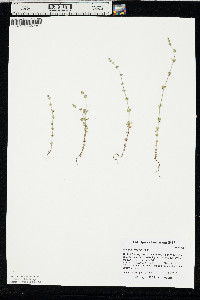 Galium virgatum image