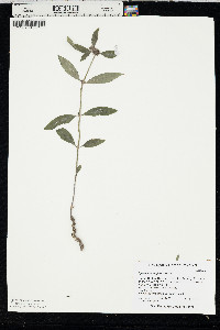 Spermacoce glabra image