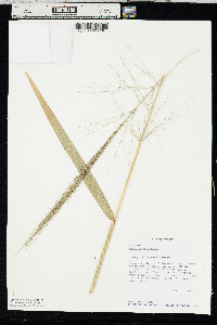 Zizania aquatica image
