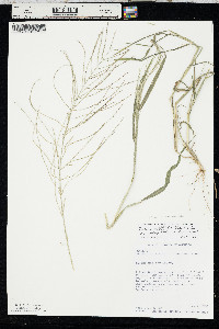 Leptochloa panicea subsp. brachiata image