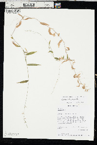 Oplismenus compositus image