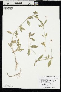 Phyla lanceolata image