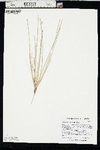 Eleocharis lanceolata image
