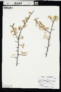 Prunus hortulana image