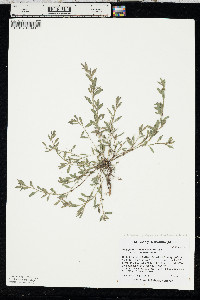 Polygonum aviculare subsp. depressum image