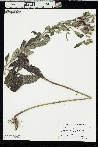 Vernonia missurica image