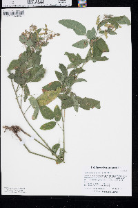 Desmodium perplexum image