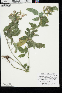 Desmodium perplexum image