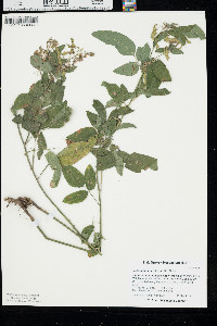 Desmodium perplexum image