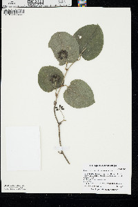 Smilax bona-nox var. bona-nox image