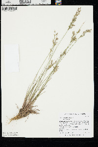 Juncus interior image