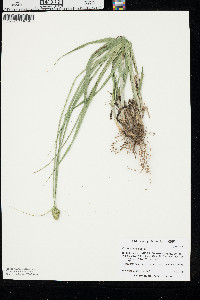 Carex gravida image