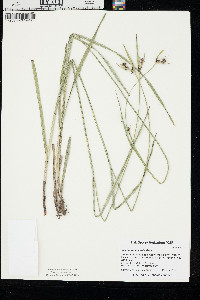 Scleria triglomerata image