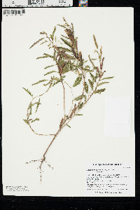 Chamaecrista nictitans var. nictitans image