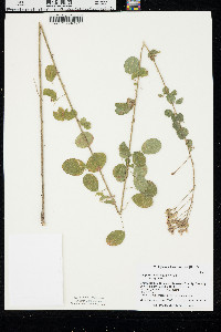 Lespedeza hirta subsp. hirta image