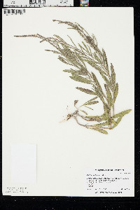 Verbena simplex image
