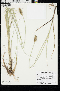 Carex gravida image