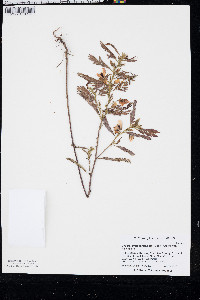 Chamaecrista fasciculata var. fasciculata image