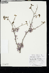 Cercis canadensis var. canadensis image