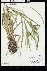 Carex grayi image