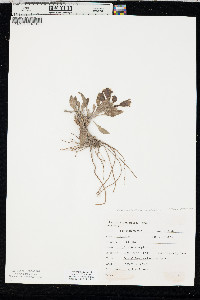 Penstemon eriantherus image