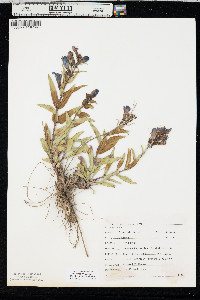 Penstemon glaber image