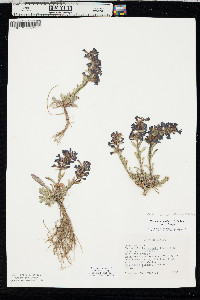Penstemon arenicola image
